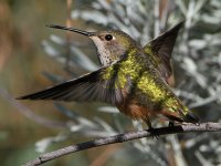 Hummer28.jpg