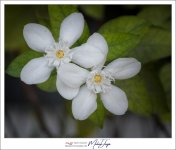 two-blossoms-1.jpg