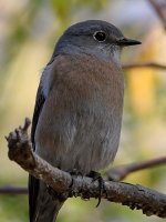 Bluebird2.jpg