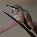 Hummer24.jpg