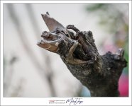 old-twig-1.jpg