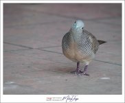 birdy-4.jpg