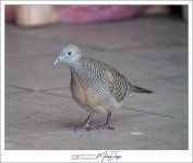 birdy-5.jpg