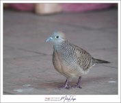 birdy-6.jpg