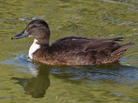 Duck2.jpg