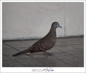 birdy-1.jpg