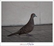 birdy-2.jpg
