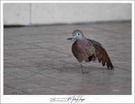 birdy-7.jpg