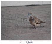 birdy-8.jpg