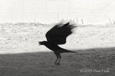 backlit crow 2 500_0011.jpg