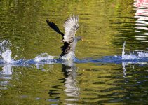 DSC_0236.jpg