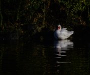 DSC_0130.jpg