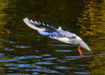 DSC_0197.jpg