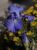 Iris.jpg
