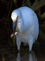 Egret2.jpg