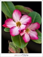 rw-flower-1.jpg