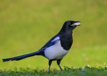 DSC_0306.jpg