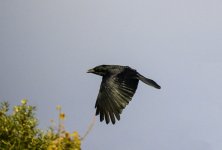 DSC_0364c.jpg