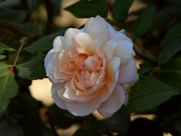 Rose.jpg