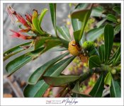 caterpillars-3.jpg