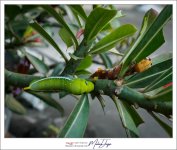 caterpillars-4.jpg
