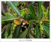 caterpillars-6.jpg
