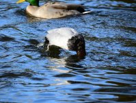 DSC_0316.jpg