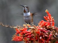 Hummer2.jpg