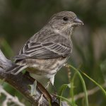 Finch2.jpg