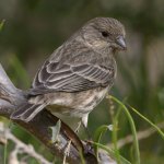 Finch3.jpg