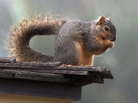 Squirrel.jpg