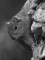 SquirrelBW.jpg