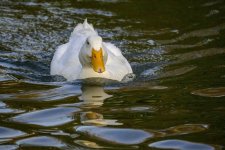 DSC_0376.jpg