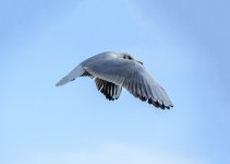 DSC_0419.jpg