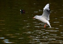 DSC_0422.jpg