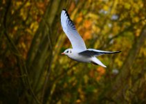 DSC_0440.jpg