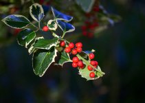 DSC_0585.jpg