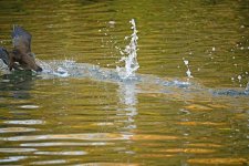DSC_0456.jpg