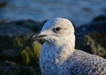DSC_0576.jpg