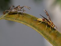 Wasp2.jpg