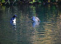 DSC_0568.jpg