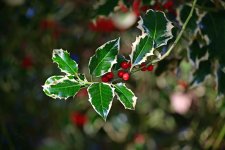DSC_0588.jpg