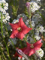 RedFlower.jpg