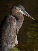 BlueHeron6.jpg
