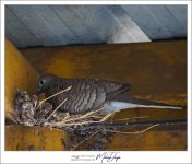vogel-bird-3.jpg