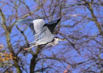 DSC_0781.jpg