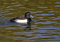 DSC_0719.jpg
