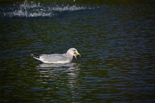 DSC_0770.jpg