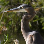 BlueHeron12.jpg