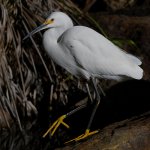 Egret5.jpg